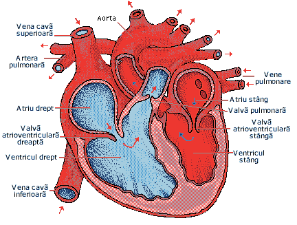 Programul care contribuie la fortifierea muşchiului cardiac
