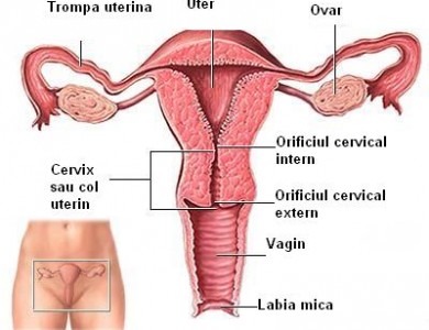 Programul care contribuie la restabilirea organelor reproductive la femei
